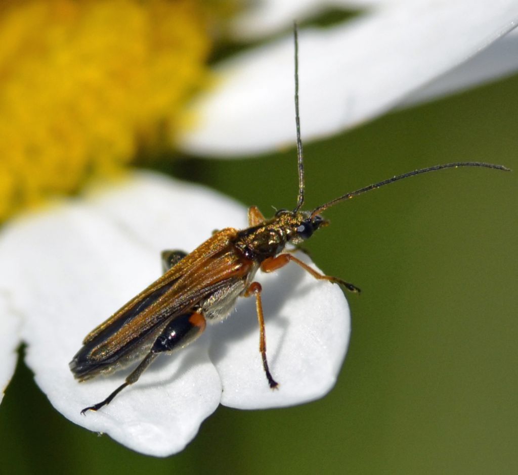 Oedemera podagrariae